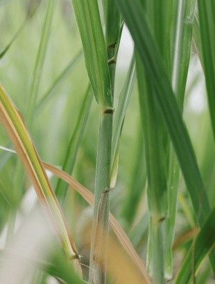 Le sucre de canne de La Perruche